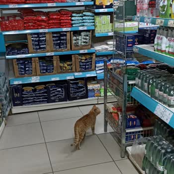 A101 Şubesinde Hijyen Sorunu: Kediler İçeri Alınıyor