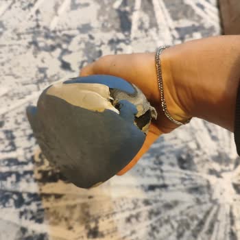 Intersport Asics Ayakkabıda Hızla Deformasyon ve Reddedilen İade Talebi