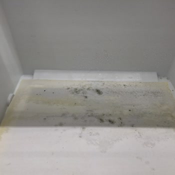 Bosch Refrigerator Causes Water Buildup and Mold in Vegetable Drawer
