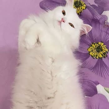 Zeytinburnu Veteriner Kliniği Veteriner Hizmetlerinde Güven Sorunu Ve Kayıp