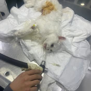 Zeytinburnu Veteriner Kliniği Veteriner Hizmetlerinde Güven Sorunu Ve Kayıp