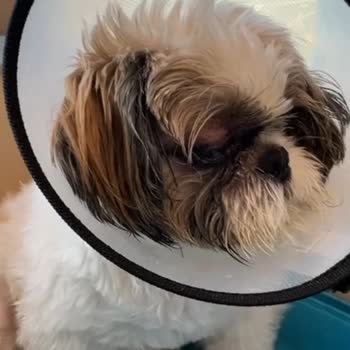 Luxe Pet Hotel Çok Büyük Pişmanlık Hayal Kırıklığı Ve Üzüntü Yaşadık