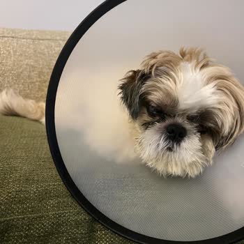 Luxe Pet Hotel Çok Büyük Pişmanlık Hayal Kırıklığı Ve Üzüntü Yaşadık