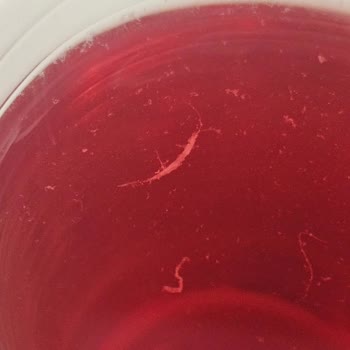 Dimes Marka İçecekte Böcek Şoku