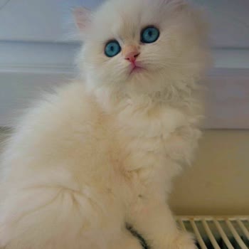 @diamondpatishop.tr Engelledi Beni!