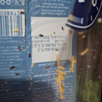 BİM Makarnadan Çıkan Böcekler Şok Etti