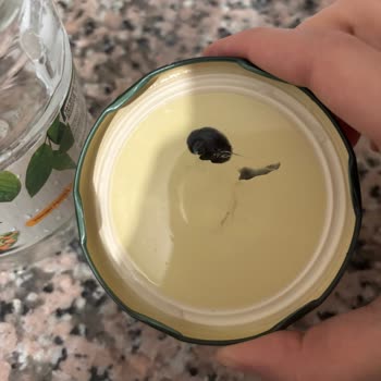 Tat Garnitür Konservede Siyah Boya Şoku