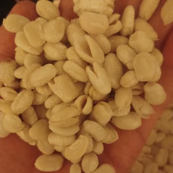 Hasata Kuru Fasulyenin Kalitesi Hayal Kırıklığı Yarattı!