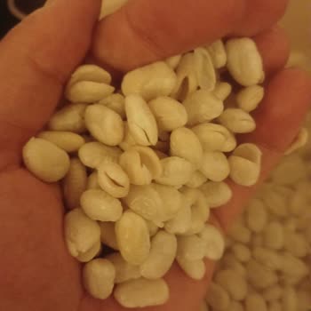 Hasata Kuru Fasulyenin Kalitesi Hayal Kırıklığı Yarattı!