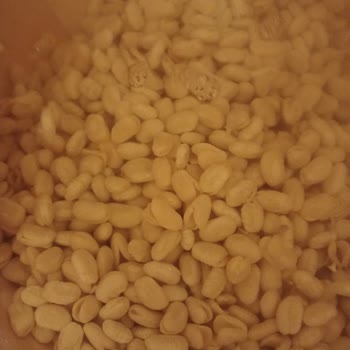 Hasata Kuru Fasulyenin Kalitesi Hayal Kırıklığı Yarattı!