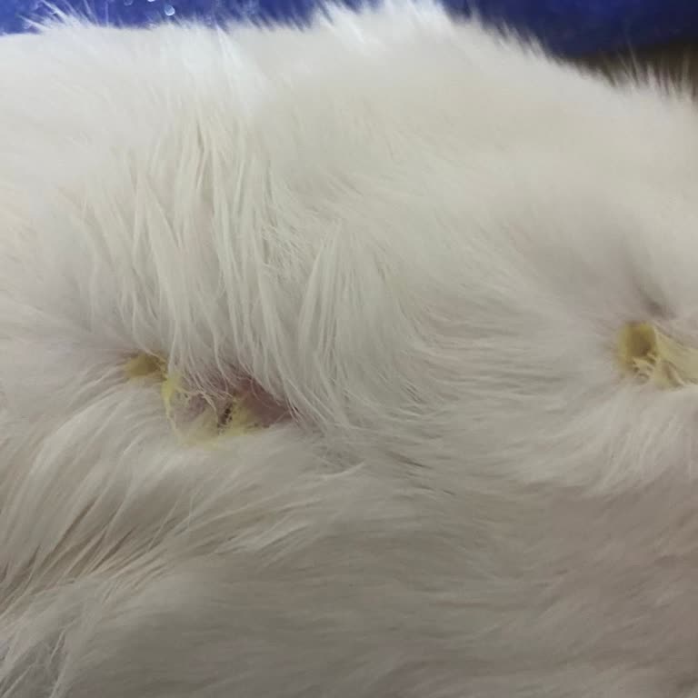 Keçiören Belediyesi Evcil Hayvan Parkı'nda Tavşanlar İçin Yetersiz İlgi!