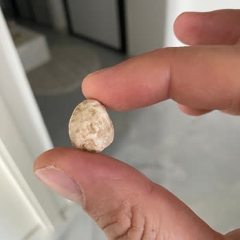 Çitlekçi Ürünlerinde Taş Parçası Tehlikesi: Müşteri Güvenliği Tehlikede