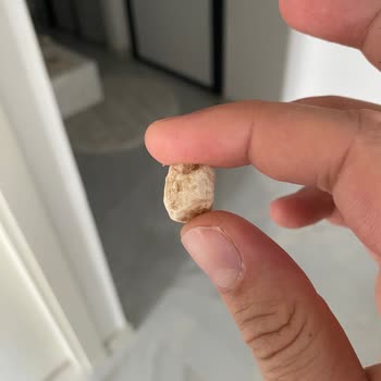 Çitlekçi Ürünlerinde Taş Parçası Tehlikesi: Müşteri Güvenliği Tehlikede