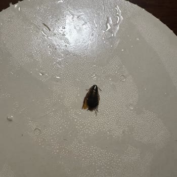 Tavuklu Pilavda Böcek Şoku Ve İade Sorunu