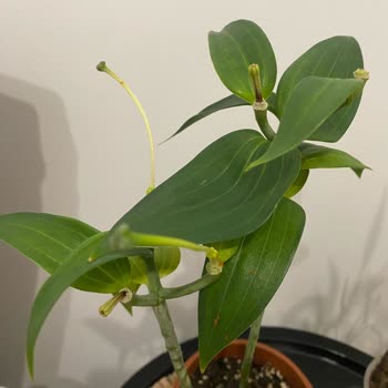 Solan Çiçeklerle Hayal Kırıklığı