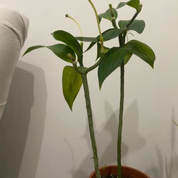 Solan Çiçeklerle Hayal Kırıklığı