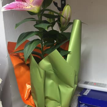 Solan Çiçeklerle Hayal Kırıklığı