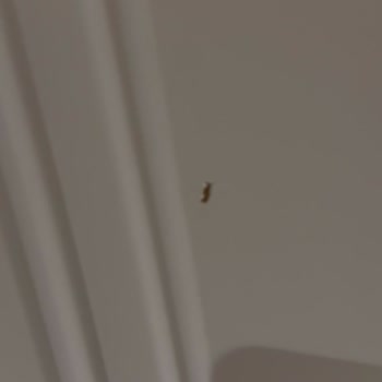 Kapı Teslimatı Ve Montaj Sorunu