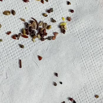 Keten Tohumunda Böcek Ve Yabancı Cisim Sorunu