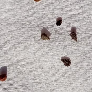 Keten Tohumunda Böcek Ve Yabancı Cisim Sorunu