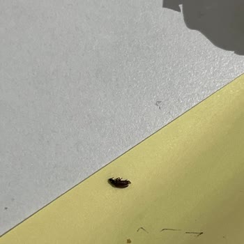 Torku Bisküvi İçinden Çıkan Böcek Şoku