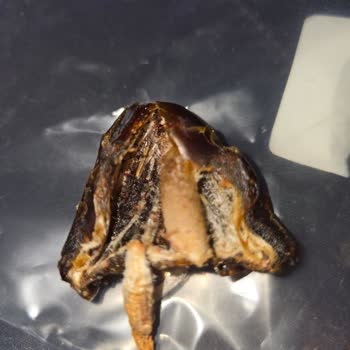 Bozuk Ve Pahalı Medine Hurması Sorunu