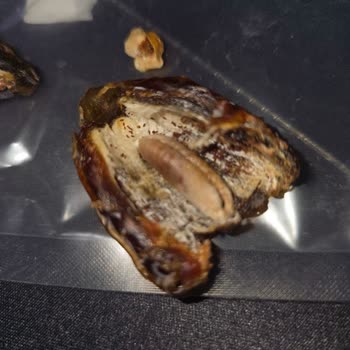 Bozuk Ve Pahalı Medine Hurması Sorunu