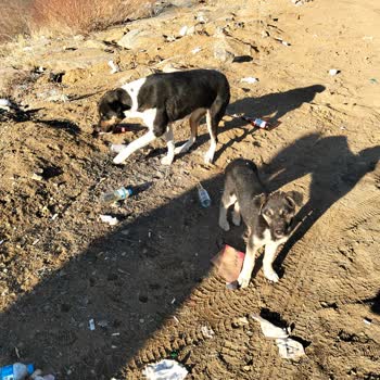 Depin Tüneli'nde Çöp Sorunu Ve Çözüm Talebi