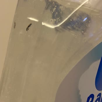 Bebek Ürününde Böcek Şoku