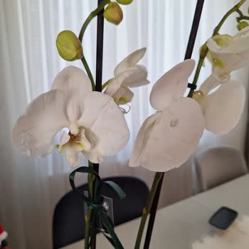 Yanlış Ve Solmuş Ürün Teslimatı: Çiçek Sepeti'nden Mağduriyet