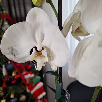 Yanlış Ve Solmuş Ürün Teslimatı: Çiçek Sepeti'nden Mağduriyet