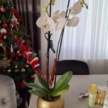 Yanlış Ve Solmuş Ürün Teslimatı: Çiçek Sepeti'nden Mağduriyet