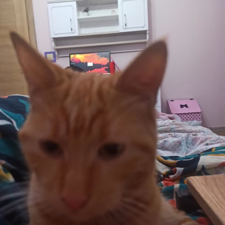 Veterinerlik Hizmetinde Hayal Kırıklığı