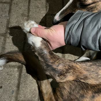 Veteriner Kliniğinde Hatalı Ameliyat Ve İlgisizlik