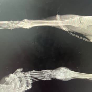 Veteriner Kliniğinde Hatalı Ameliyat Ve İlgisizlik
