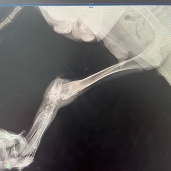 Veteriner Kliniğinde Hatalı Ameliyat Ve İlgisizlik