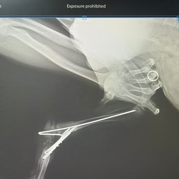 Veteriner Kliniğinde Hatalı Ameliyat Ve İlgisizlik