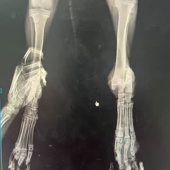 Veteriner Kliniğinde Hatalı Ameliyat Ve İlgisizlik