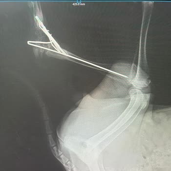 Veteriner Kliniğinde Hatalı Ameliyat Ve İlgisizlik