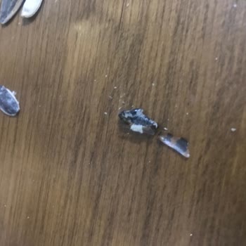 Çerezya Dakota Çekirdeğinde Böcek Şoku