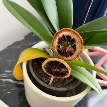 Çiçek Sepeti Yanlış Toprakla Gelen Orkide Mağduriyeti