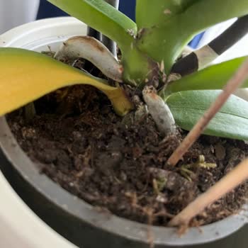 Çiçek Sepeti Yanlış Toprakla Gelen Orkide Mağduriyeti