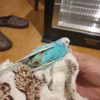 Mario Veteriner Kliniği'nde Yetersiz Hizmet Ve Kaba Davranış!