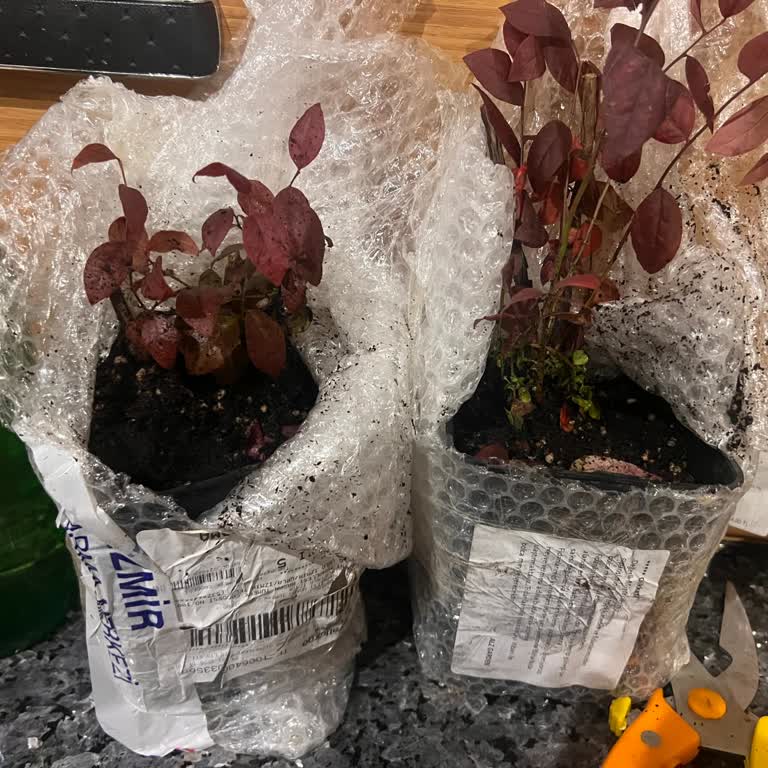 ALZ Garden Sorunlu Ürünler Gönderiyor!