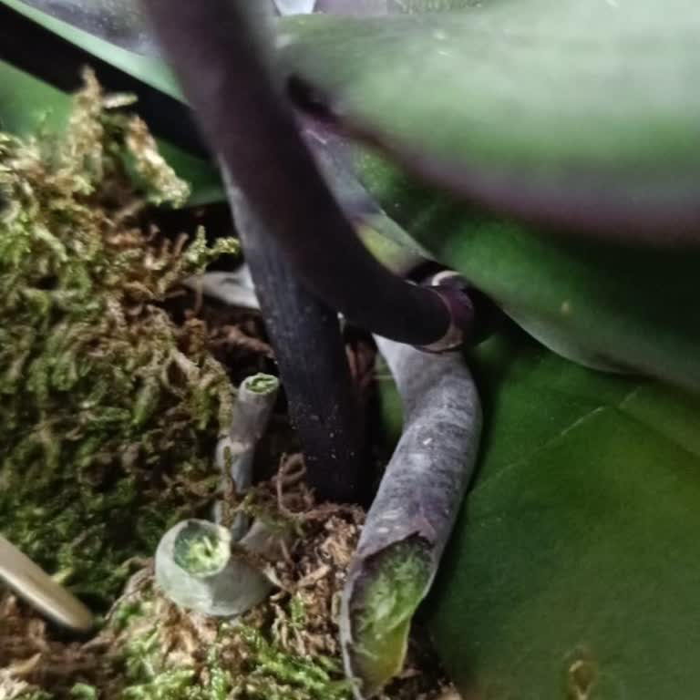 Hayal Kırıklığı Yaratan Çiçek Teslimatı