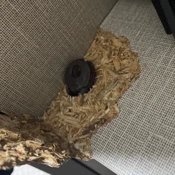 Pahalı Mobilyada Hayal Kırıklığı: Doğtaş Costa Modeli