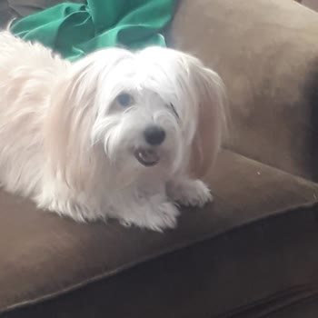 Pet Care Veteriner Kliniği (Ankara) Güven Sorunu Ve Kaybolan Yavru