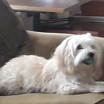 Pet Care Veteriner Kliniği (Ankara) Güven Sorunu Ve Kaybolan Yavru