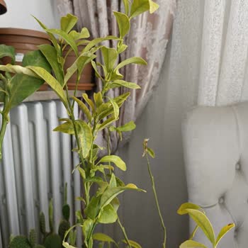Fidan Diyarı (fidandiyarim.com) Kurumuş Ürünler Ve İletişimsizlik