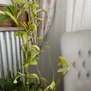 Fidan Diyarı (fidandiyarim.com) Kurumuş Ürünler Ve İletişimsizlik